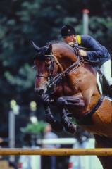 paard-calvaro-980727389abfa4.jpg