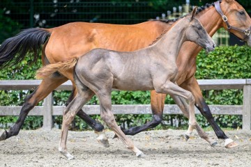 paard-chaccira-blue2024-07-13-235075.jpg