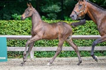 paard-champion2024-07-13-233372.jpg