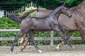 paard-come-in-style2024-07-13-233995.jpg