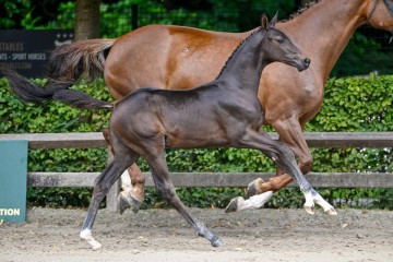 paard-don-quichot2024-07-13-232847.jpg