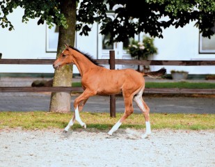 paard-dsc4569.jpg