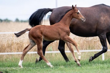 paard-dsc4664.jpg