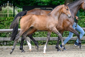 paard-elite2024-07-13-235192.jpg