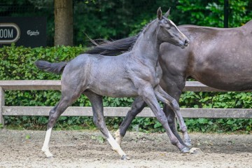 paard-emotive-k2024-07-13-233814.jpg