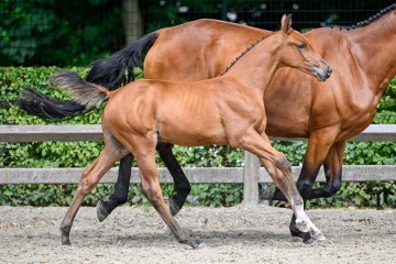 paard-esmero2024-07-13-234398.jpg