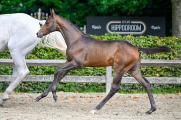 paard-ffa-40937.jpg