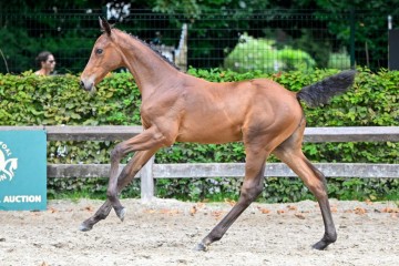 paard-ffa-42011.jpg