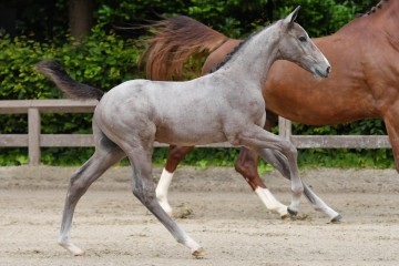 paard-fra2201.jpg