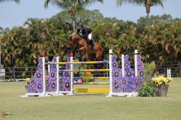 paard-gotcha.jpg
