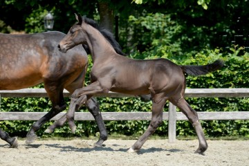 paard-instinct1214510200-ga79445.jpg