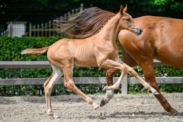 paard-manolis2024-07-13-235470.jpg