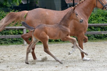 paard-marvelous1042010200-ga78216.jpg