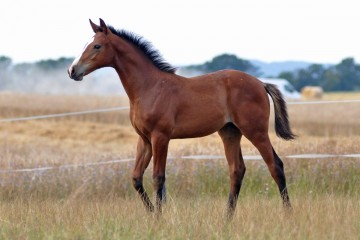 paard-neverendingstorys.jpg