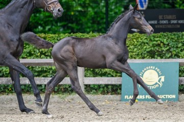 paard-ubolensky2024-07-13-234696.jpg