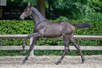 paard-uitblinker2024-07-13-233887.jpg