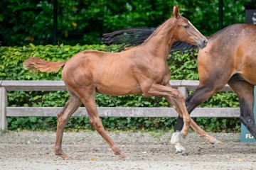 paard-uw-stamvrouwe2024-07-13-232772.jpg