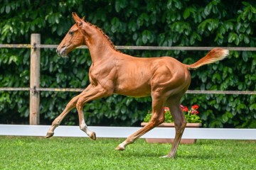 paard-web-italie-2161412.jpg