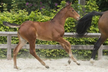 vagabond-chambertin-ga67671.jpg