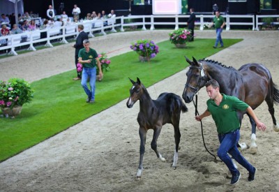 Foreign buyers secure 'Flanders foals' for the future