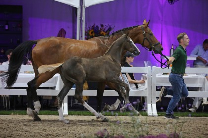 pb11-cerly-chin-van-de-eijkhof-z-galop.jpg