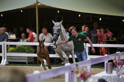pb2-havana-m-and-foal.jpg
