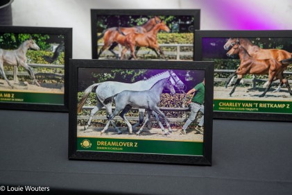 flanders-foal-auction-2-112541.jpg