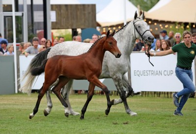 Caledonian van WW the star of Flanders Foal Auction for 74,000 euros