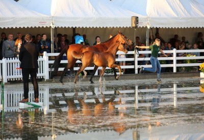 German public embraces jumping foals Flanders Foal Auction