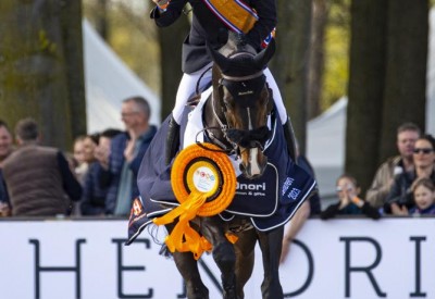 Flanders foal O'Bailey van het Brouwershof Dutch champion