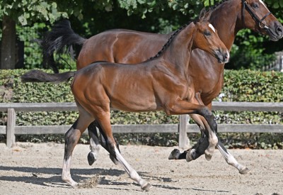 Last Flanders Foal Auction: ‘Even more top sport in the pedigrees’
