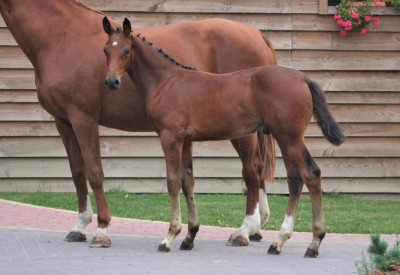 Two 'Flanders' stallions BWP approved