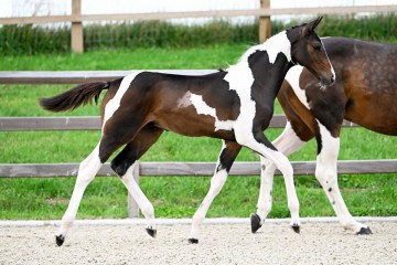 paard-belgian-elite-53914.jpg