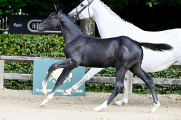 paard-ffa-15081.jpg
