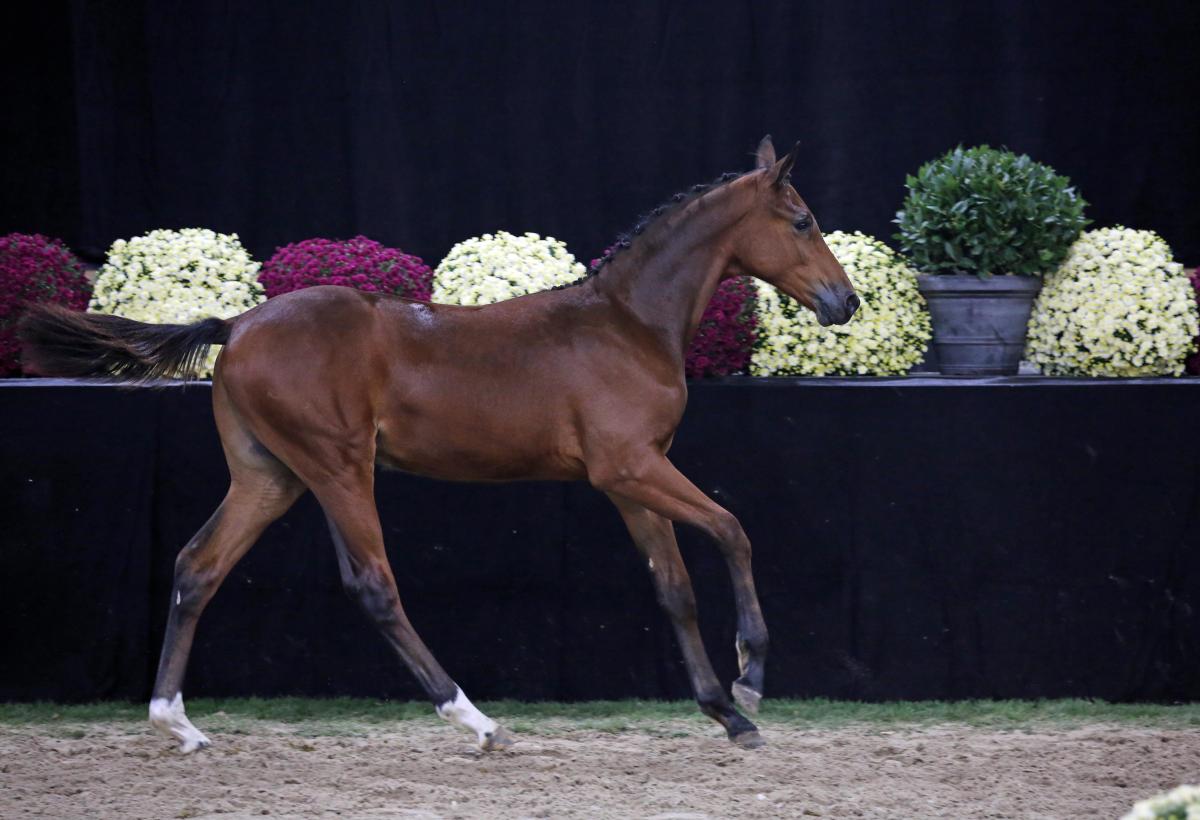 Schockemöhle and Holsteiner Studbook fighting for last foal at Flanders Foal Auction