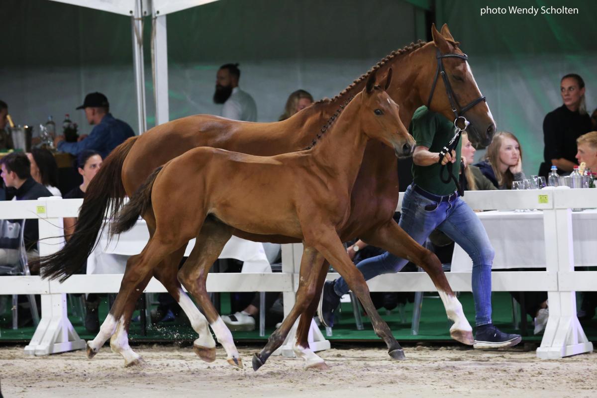 Flanders Foal Auction: 3 auction highlights of 48,000 euro