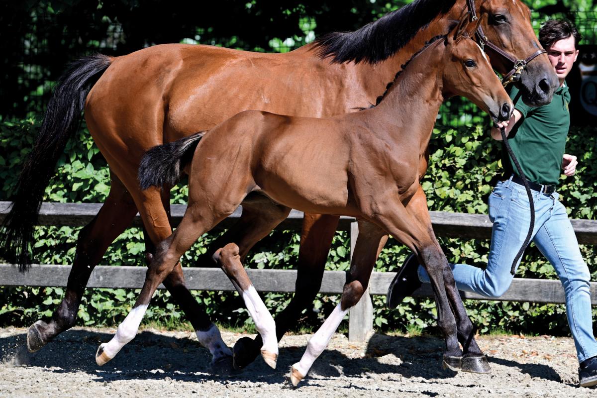 Chivas de Nyze Z (Casall x Heartbreaker) is bred out of the 1.50m GP mare Urmina who already produced two 1.60m GP horses and is grandam of two 2.160m GP horses
