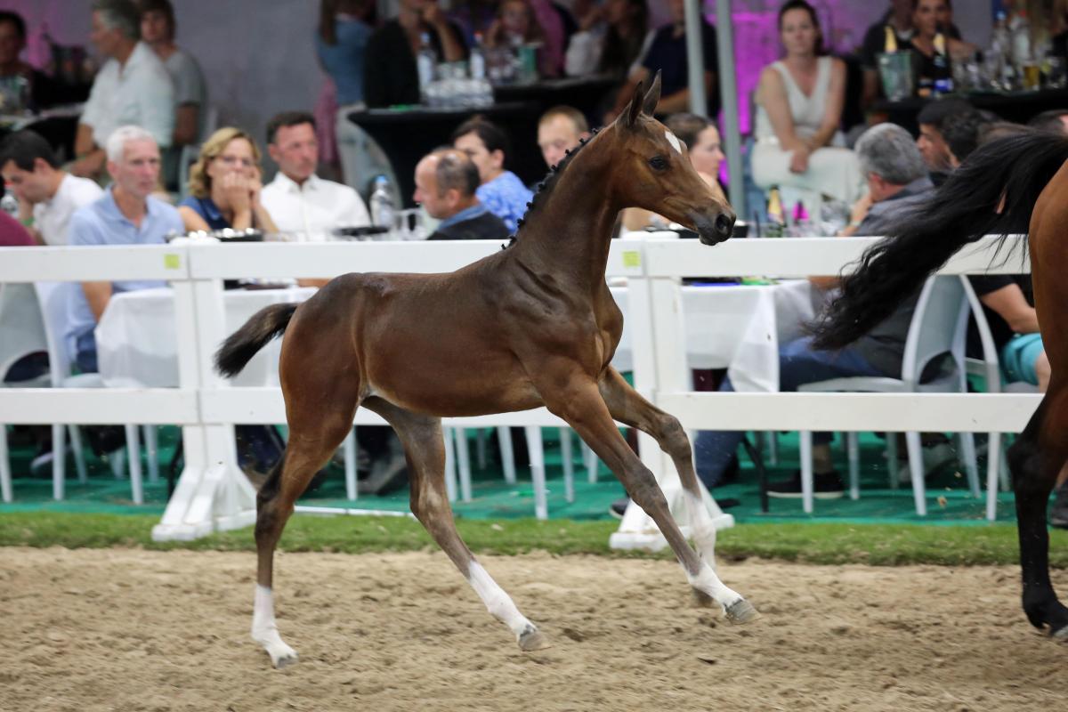The filly Highway Z (Heartbreaker) out of the damline of Centa de Muze is sold for 60.000 euro. Photo Wendy Scholten