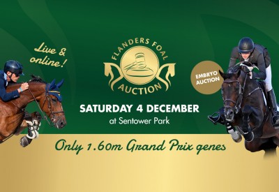 Only Grand Prix genes at Flanders Embryo Auction on 4 December