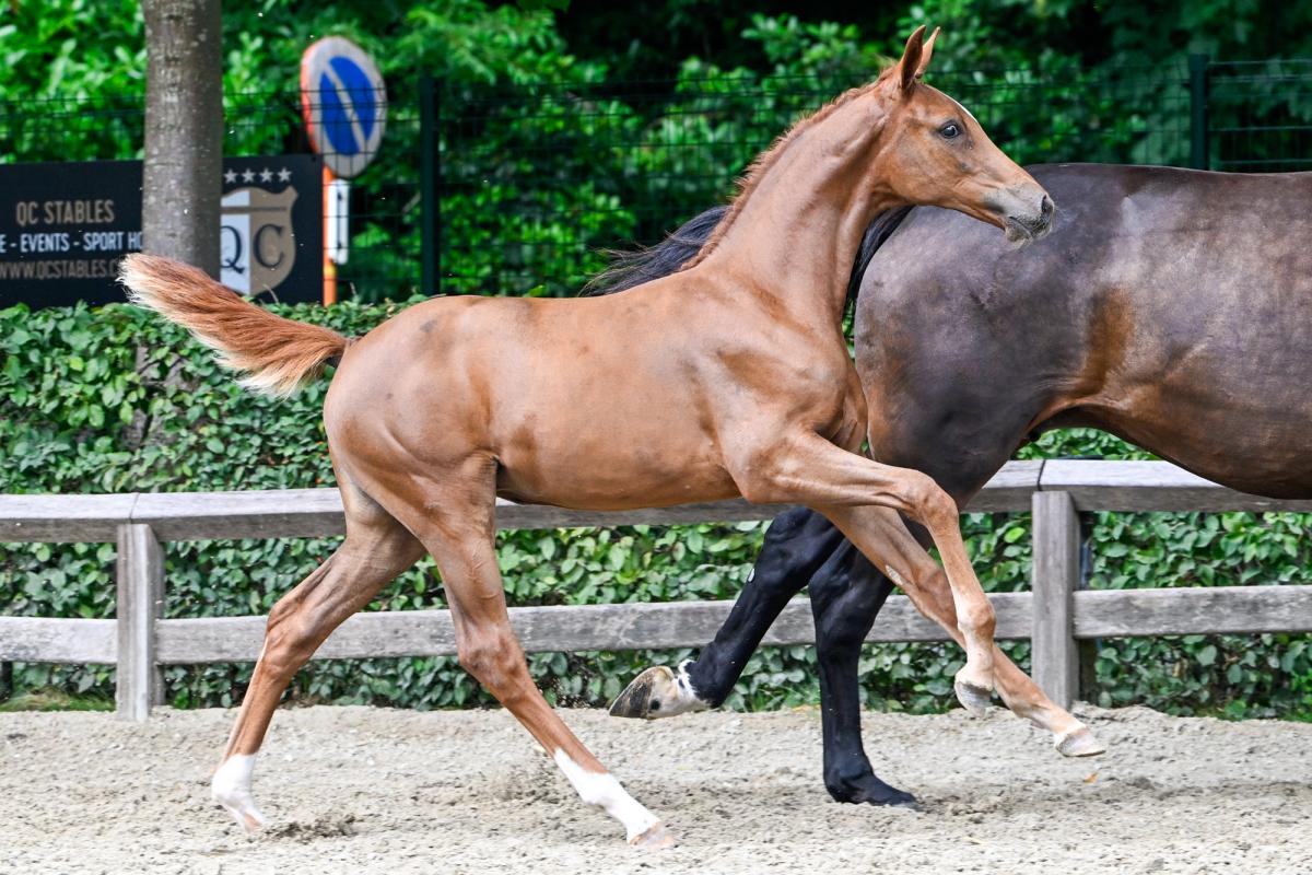 Cha Cha A Z (Comme il Faut x Diamant de Semilly), out of a damline with many competitive horses who perform at international level