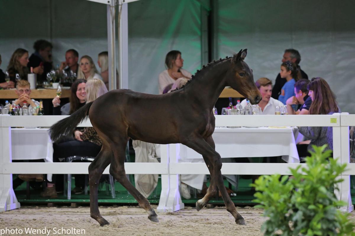 Flanders Foal Auction: 3 auction highlights of 48,000 euro
