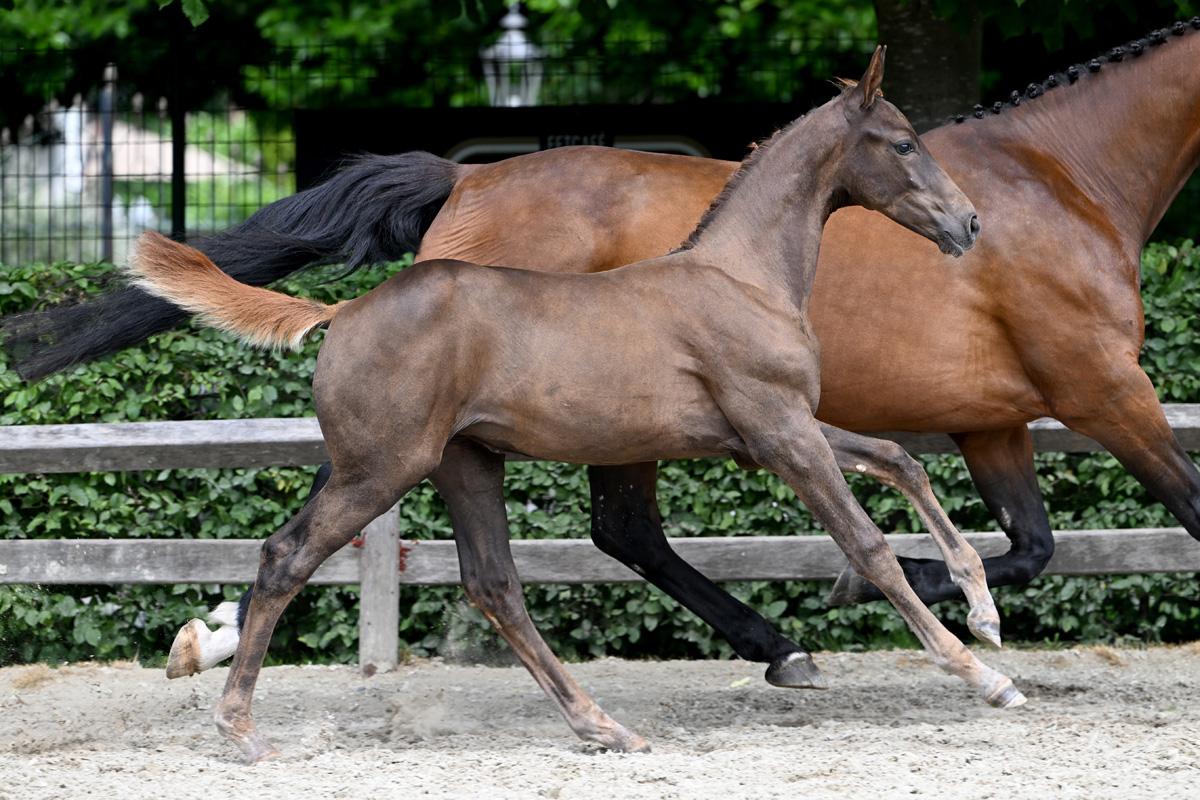 The filly What About Me EH (Baloubet du Rouet x Darco) is out of the 1.50m Grand Prix mare Carrera de Muze, who already produced two 1.60m Grand Prix horses. Grandam is the famous European Championships mare Exquis Walnut de Muze.